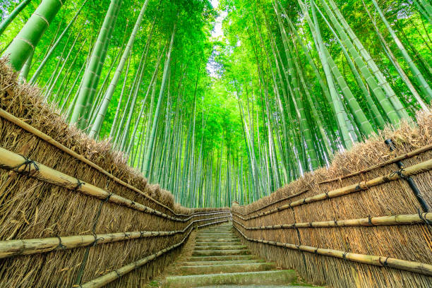 bambuswald von kyoto - bamboo grove stock-fotos und bilder