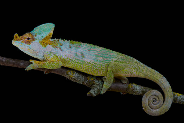 istock Carpenter's chameleon, Kinyongia carpenteri 866032102