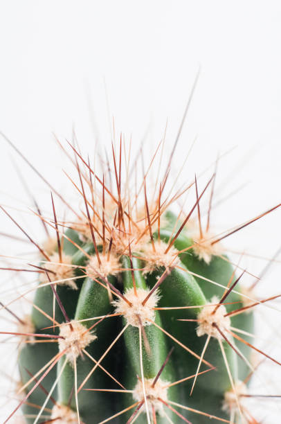 istock Green cactus on a white background. Shot in macro style 866032578