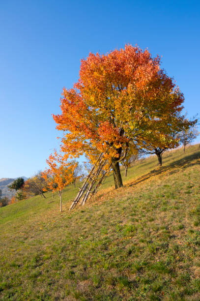 istock Autumn Colors Rural Scene 866033440