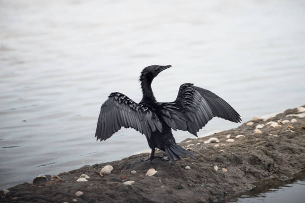 istock Little Cormorant  with open wings. 866034972