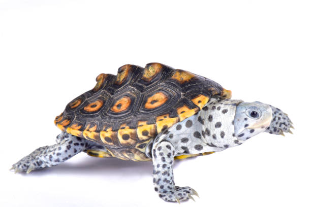 istock Ornate diamondback terrapin, Malaclemys terrapin macrospilota 866034986