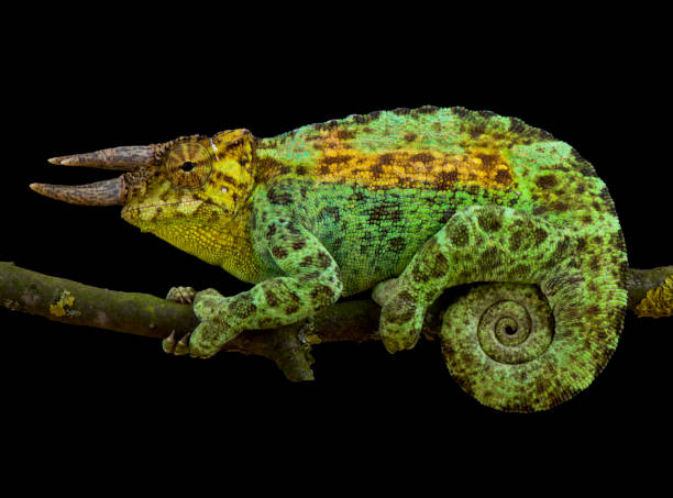 istock Johnston's chameleon, Trioceros johnstoni 866035090