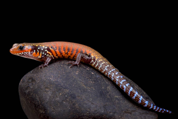 istock Fire skink, Lepidothyris fernandi 866035348