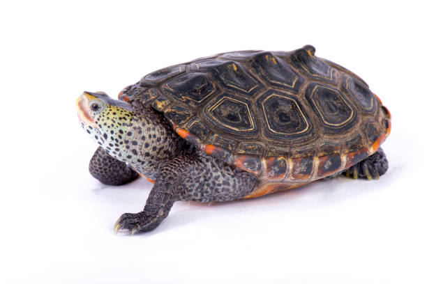 istock Texas Diamondback terrapin, Malaclemys terrapin littoralis 866035498