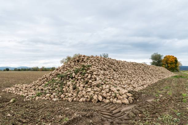 istock Gathered sugar beets on an acre, Bavaria, Germany 866036836