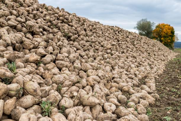istock Gathered sugar beets on an acre, Bavaria, Germany 866036856