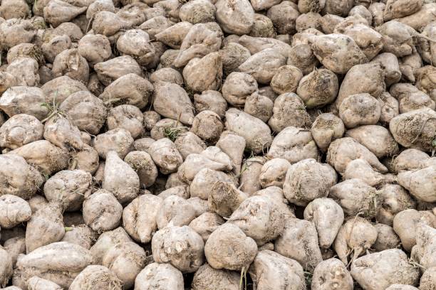 istock Gathered sugar beets on an acre, Bavaria, Germany 866036858