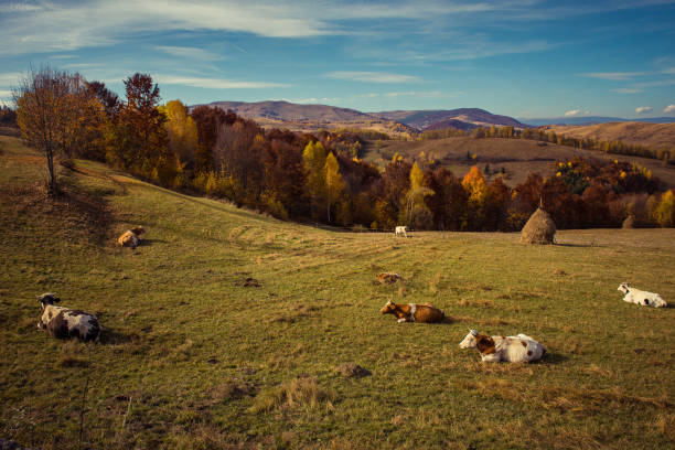 Cows pasture in the mountains. Autumnal landscape with livestock. Transylvania, Romania