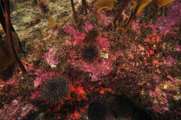Rocky reef under kelp canopy Rocky reef in shade of kelp canopy covered with encrusting invertebrates and hard coralline algae with some sea urchins on it. coralline red algae photos stock pictures, royalty-free photos & images