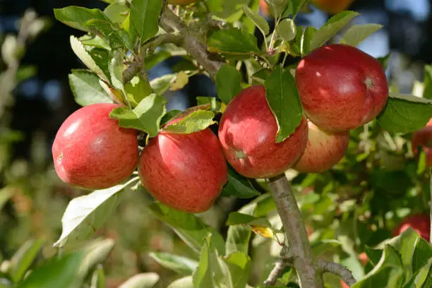 Braeburn apples ready to pick from an orchard in New Zealand