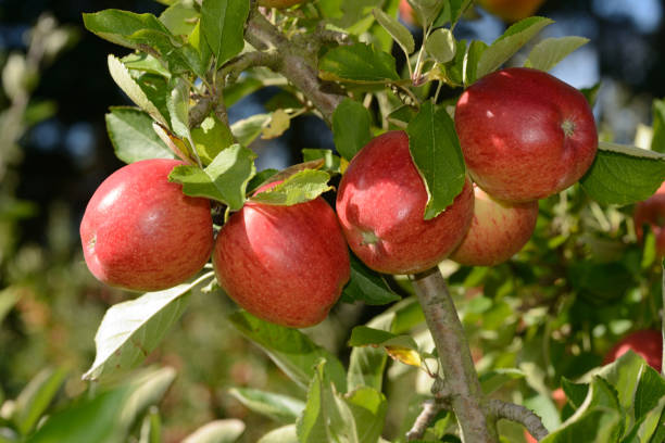 braeburn apples - maçã braeburn imagens e fotografias de stock