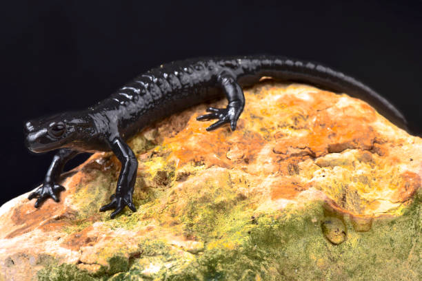 Fire salamander