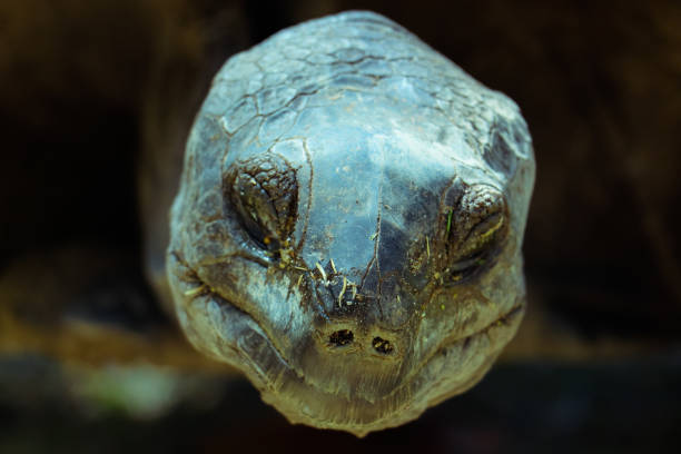 The northern river terrapin (Batagur baska) is a species of riverine turtle native to Southeast Asia