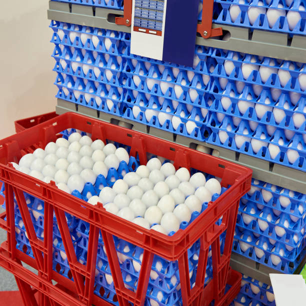chicken eggs in plastic boxes at food factory - eggs animal egg stack stacking imagens e fotografias de stock