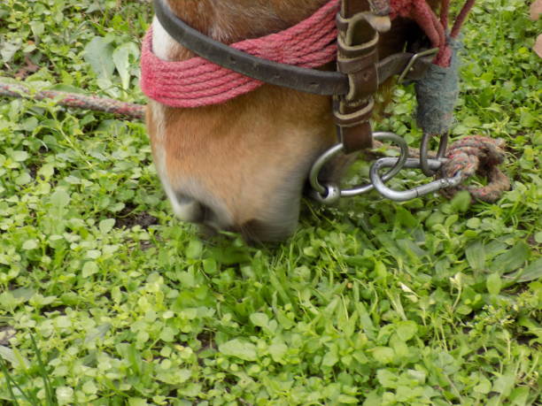 istock Horse mouth grazing grass 866044112