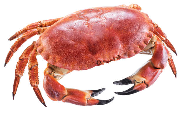 istock Cooked brown crab or edible crab isolated on the white background. 866046616