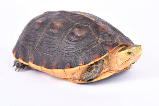 istock Chinese box turtle, Cuora flavomarginata 866046700