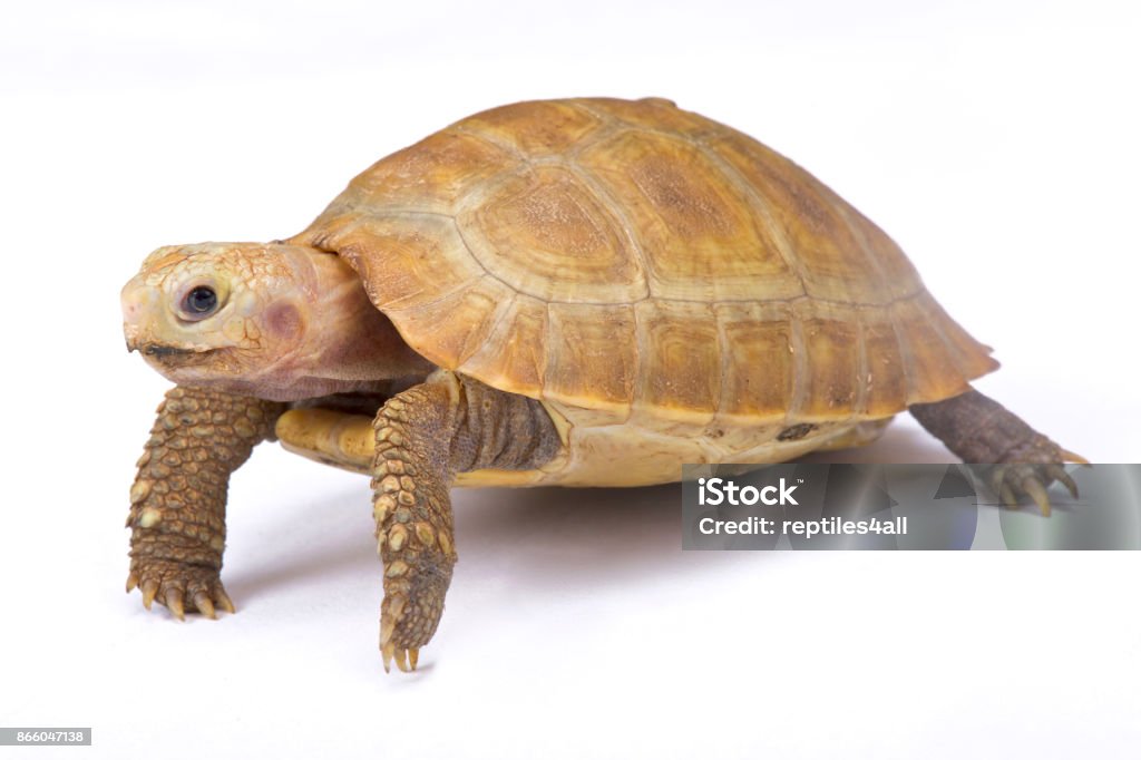 Längliche Schildkröte, Indotestudo elongata - Lizenzfrei Bangladesch Stock-Foto