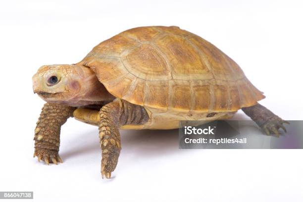 Längliche Schildkröte Indotestudo Elongata Stockfoto und mehr Bilder von Bangladesch - Bangladesch, Bedrohte Tierart, CITES