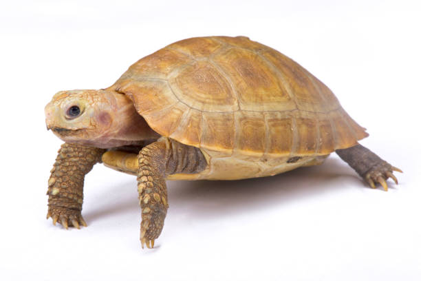 istock Elongated tortoise, Indotestudo elongata 866047138