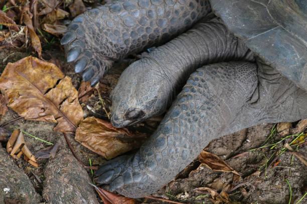 istock Giant tortoise Aldabra portrait. Seychelles islands 866047370