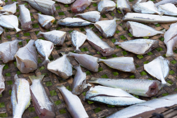 istock Sun-dried fishes 866047670