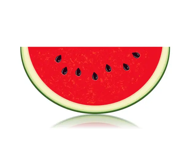 Vector illustration of Sliced watermelon isolated on white background