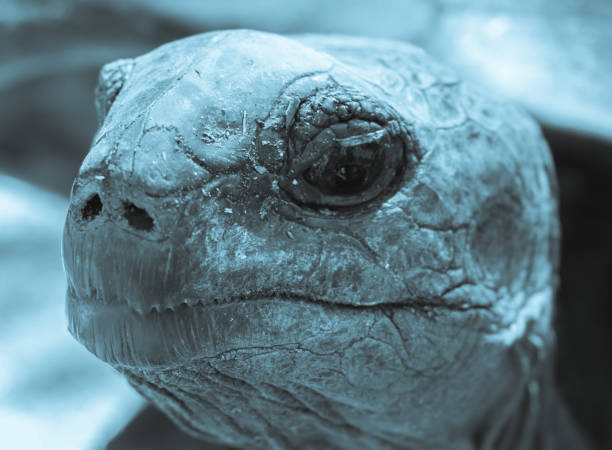istock Giant tortoise Aldabra portrait. Seychelles islands 866051730
