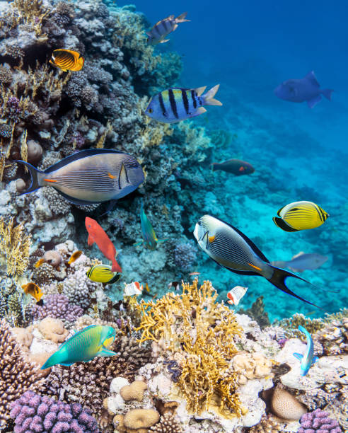 Colorful coral reef fishes of the Red Sea. Colorful coral reef fishes of the Red Sea. stock fish stock pictures, royalty-free photos & images