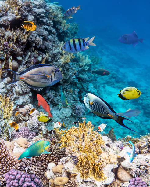 colorful coral reef fishes of the red sea. - tropical fish saltwater fish butterflyfish fish imagens e fotografias de stock