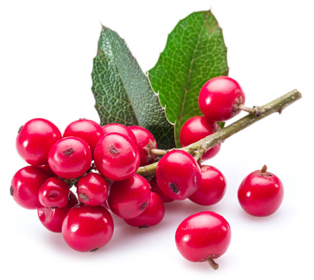 istock European Holly (Ilex) leaves and fruit on a white background. 866052364