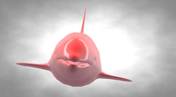 istock 3d rendering of a reflective dolphine animal on a background 866053312