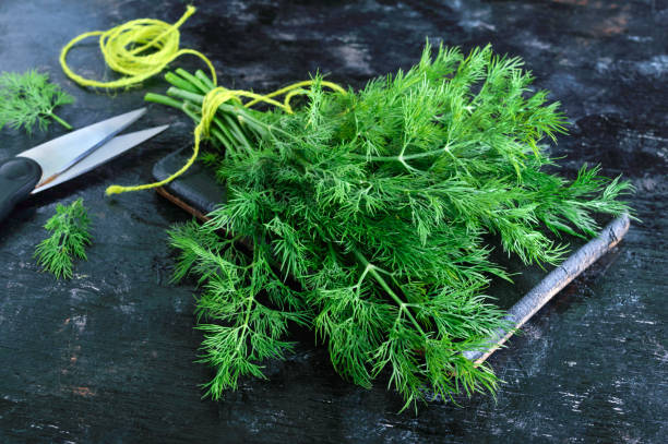 un bouquet d’aneth bio sur fond noir vintage rustique, à égalité avec ciseaux verts de ficelle et de cuisine. fraîchement coupé verts. - aneth photos et images de collection