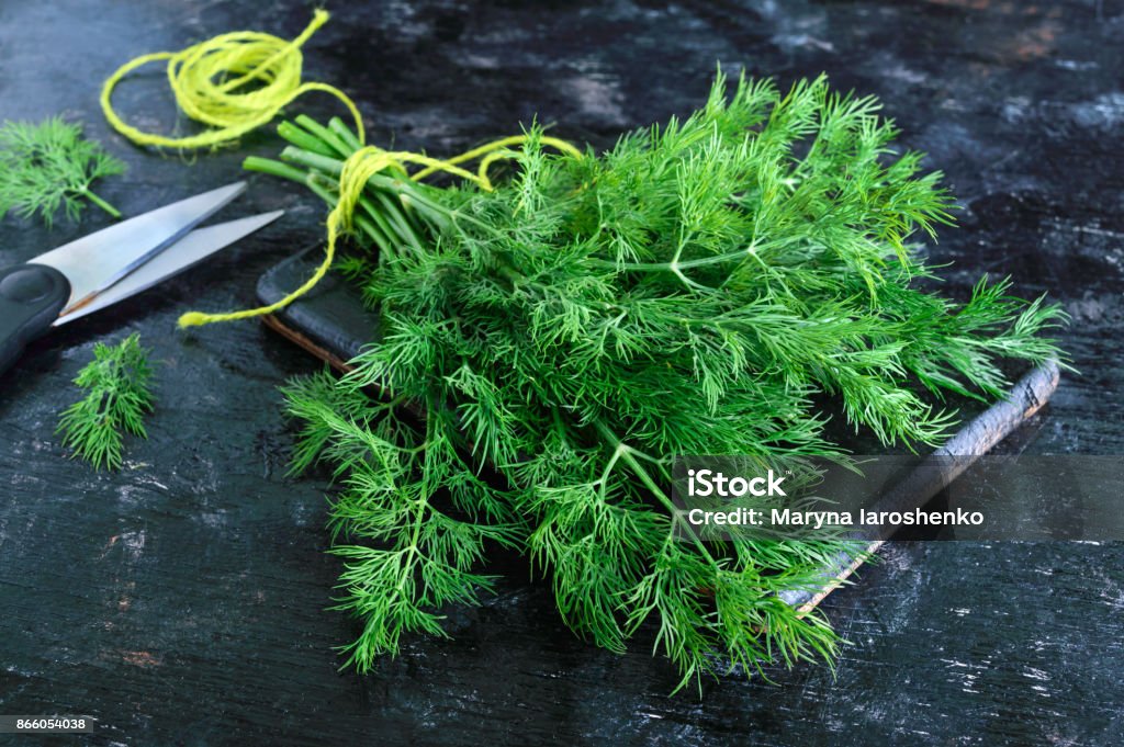 A bunch of fresh organic dill on a black vintage rustic background, tied with green twine and kitchen scissors. Freshly cut greens. Dill Stock Photo