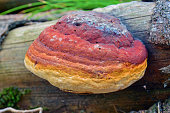fomitopsis-pinicola-pilz.jpg?b=1&s=170x170&k=20&c=t4HTf_hW3OzIAavQxskpTFdXTxuigpf3Gu2KU0vMBTg=