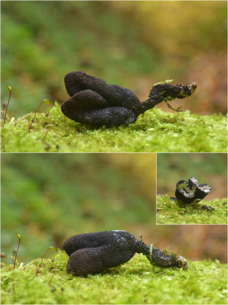 fungo di xylaria polymorpha - xylaria foto e immagini stock