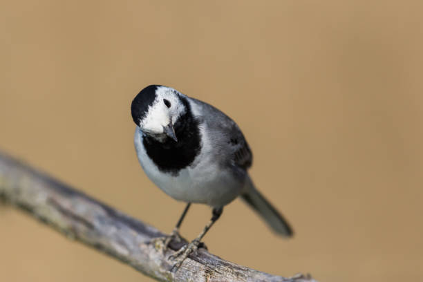 istock portrait of white wagtail (motacilla alba alba) 866058848