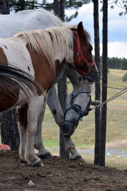 istock White mare and colorful pony tied to a tree trunk 866060510