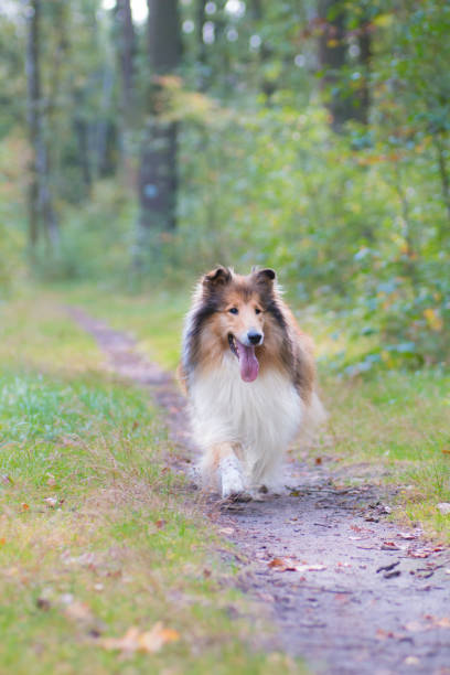 istock Running gold rough collie with long hair at a forest 866060678