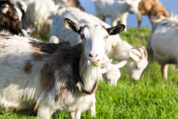 istock Funny muzzle curious chewing goat close-up. Portrait 866064056