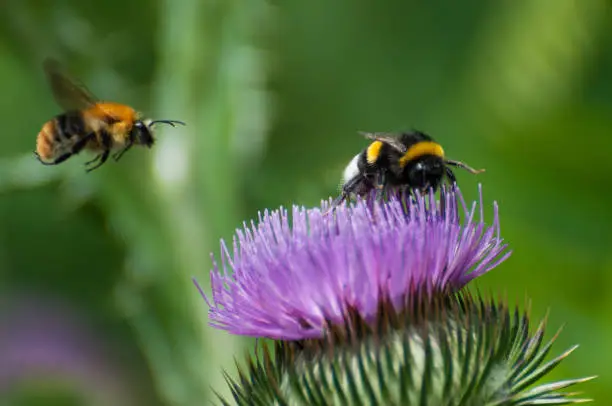 Photo of bumble bee on a purple blooming thistle