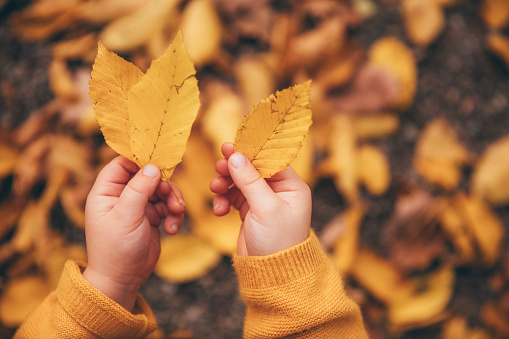 autumn leave in little boy´s hand, selective focus