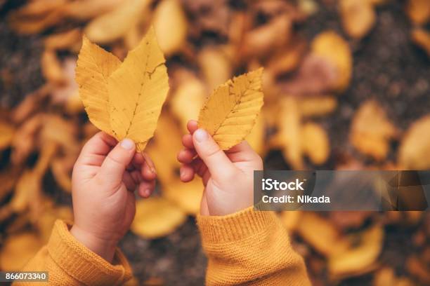 Autumn Leave In Little Boys Hand Selective Focus Stock Photo - Download Image Now - Child, Leaf, Autumn