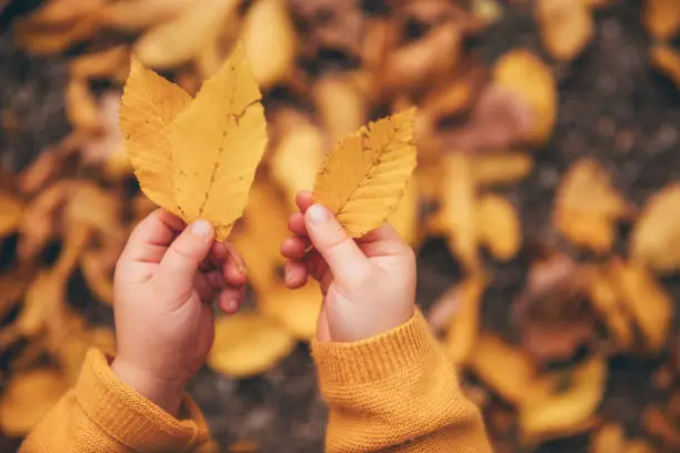 Photo of autumn leave in little boy´s hand, selective focus