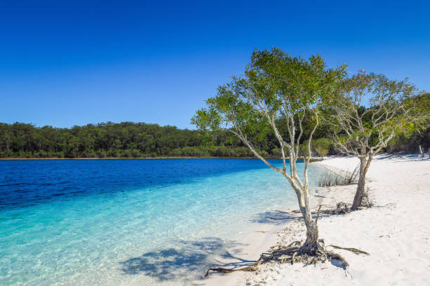 Exploring Fraser Island in Queesland The largest sand island in the world, Fraser Island, Australia fraser island stock pictures, royalty-free photos & images