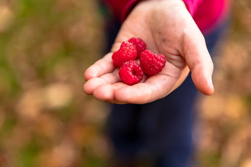 red raspberries in the girl hands in autumn