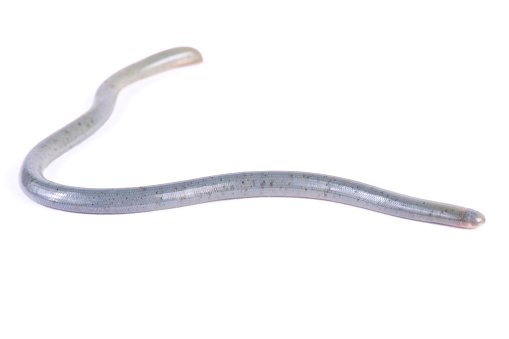 Worm snake, Afrotyphlops ssp.