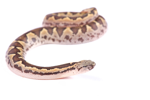 Rough-scaled sand boa, Gongylophis conicus