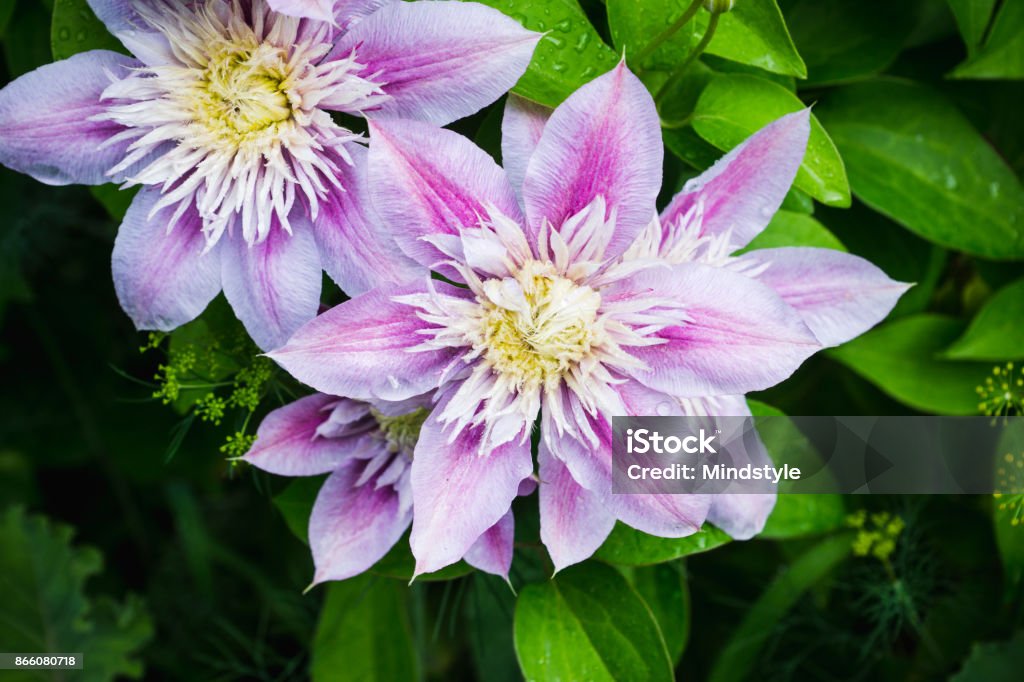 Fleur clématite « Joséphine » dans le jardin - Photo de Clématite libre de droits